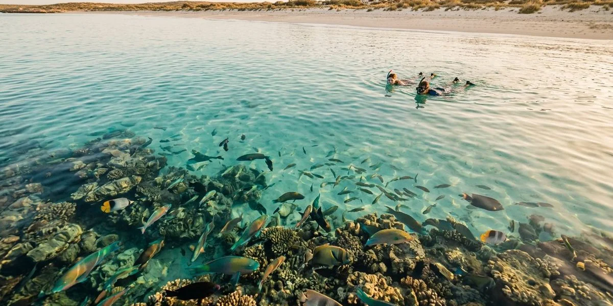 Vibrant coral reef teeming with tropical fish visible through crystal clear water at Ningaloo Reef near Exmouth Western Australia